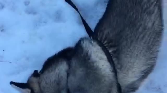 Crazy husky sees snow for the first time