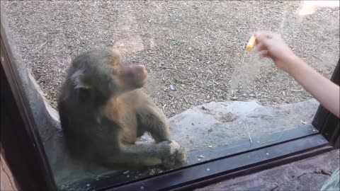 Monkeys react to magic