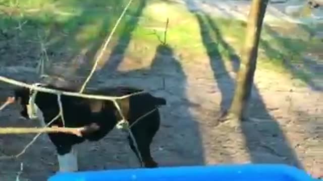 Working dogs: Some different kinds of canine assistance!