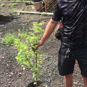 我们在高地山农场出售黎明红木树，请致电 215 651 8329