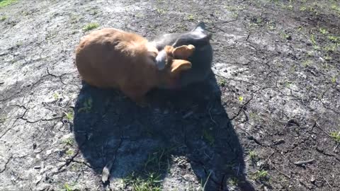 Gato y conejo son verdaderos mejores amigos