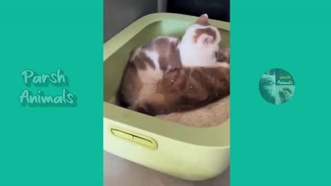 Funny animal - cat/dog funny animal video best of 2023