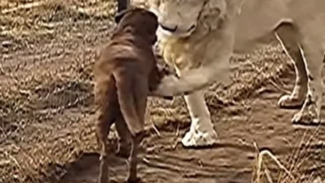 Oh, my God. Is the lion shaking hands with the dog?