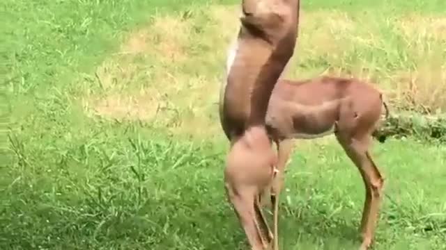 long neck deer