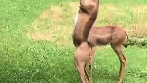 long neck deer