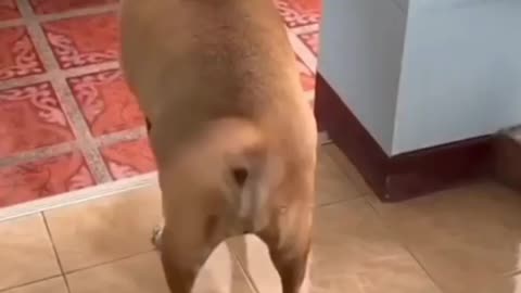 weirdly dog staring at 😂🔥😍😁😁🐶