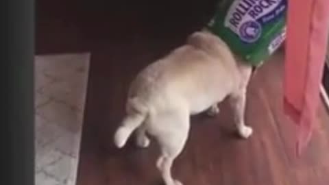 TRY NOT TO LAUGH🤣🤣🤣🤣 | 🐺PUG VIDEOS | FUNNY VIDEOS 🐺