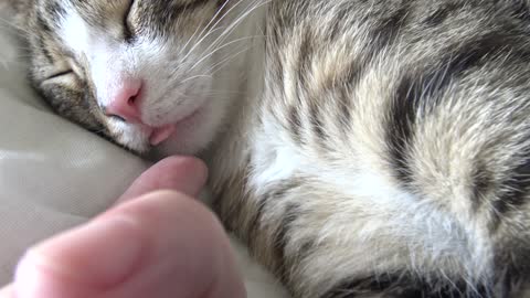 Adorable Little Cat Sleeps with His Tongue Out