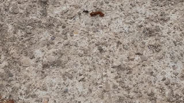 Ants have superhuman strength