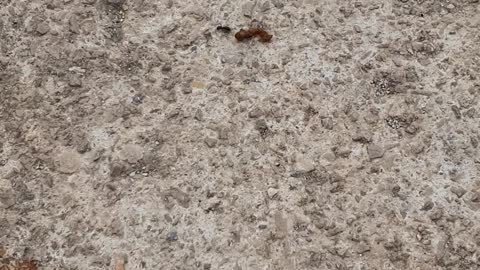 Ants have superhuman strength