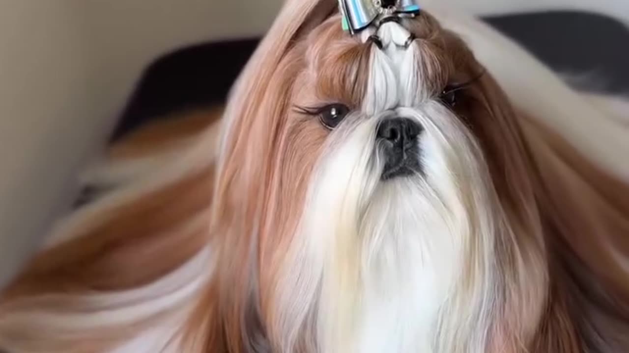 Shihtzu is hairy _ The beauty of a long coat