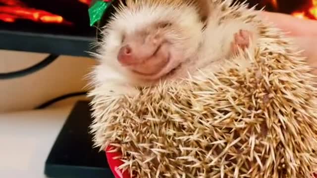 beautiful hedgehog