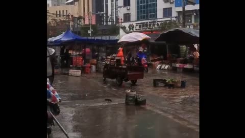 New funny animals 2023