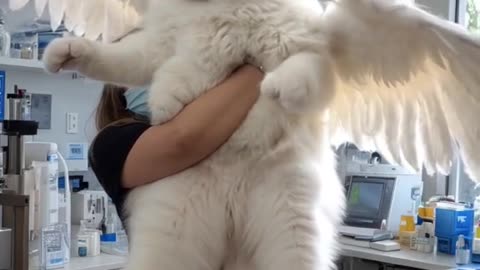Rare flying cat