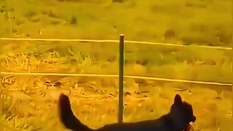 #Useful#Beautiful#Funny #Funny video#laugh# interesting#video#short video#short#short cut