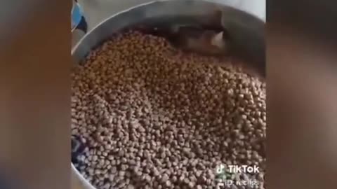 Funny cat😹funny cat😹funny cat😹