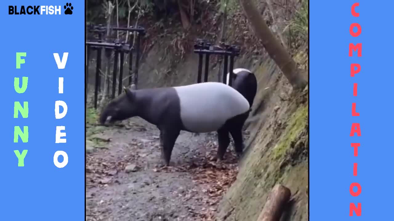 (IMPOSSIBLE) TRY NOT TO LAUGH - FUNNY ANIMAL COMPILATION