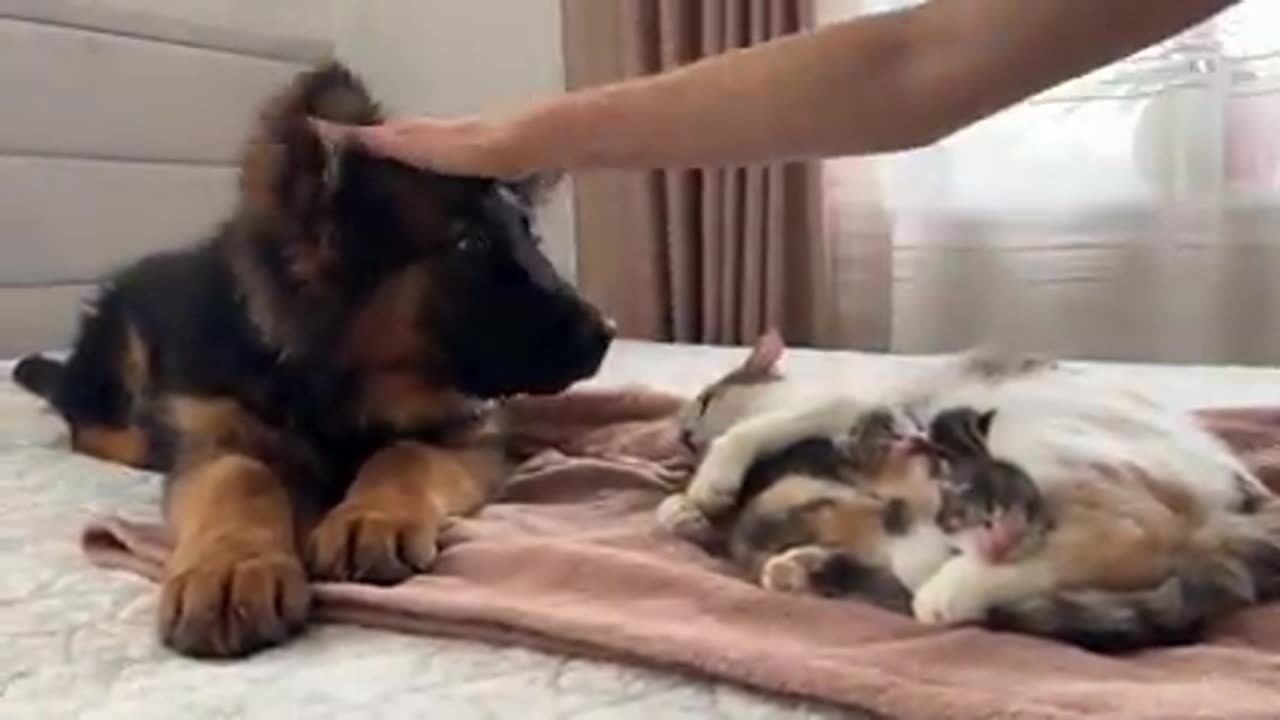 German Shepherd Puppy Meets Mom Cat with Newborn Kittens for the First Time