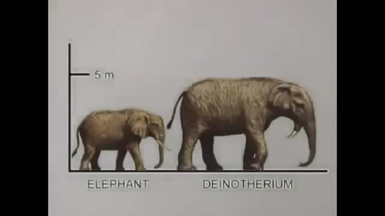 Animals and people used to be bigger before the flood