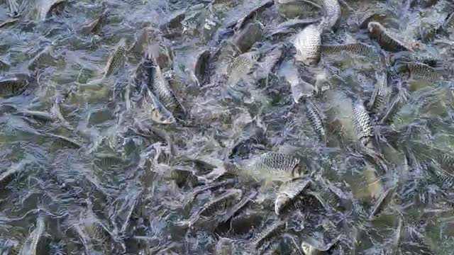 Stockfish in the pond have you ever seen so many fish