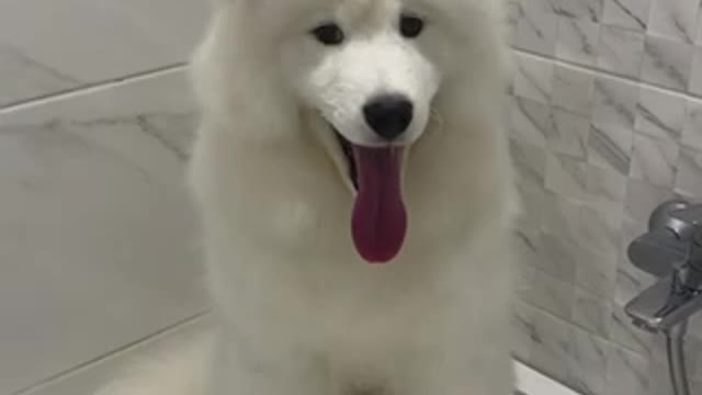 Have you ever seen wet samoyed?🤭❤️