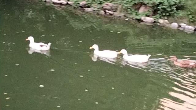 Ducks In Water Video By Kingdom Of Awais