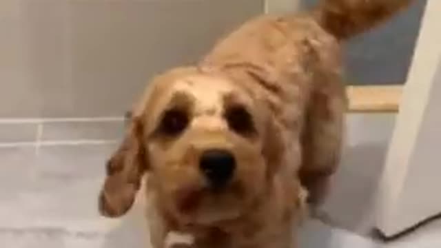 Cute and funny dog