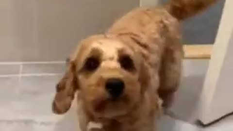 Cute and funny dog