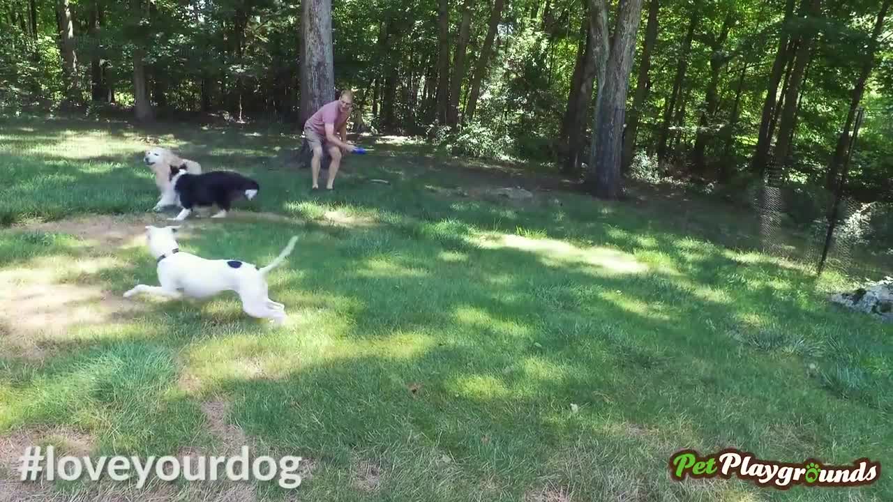 Drone at homemade dog park captures extreme canine fun