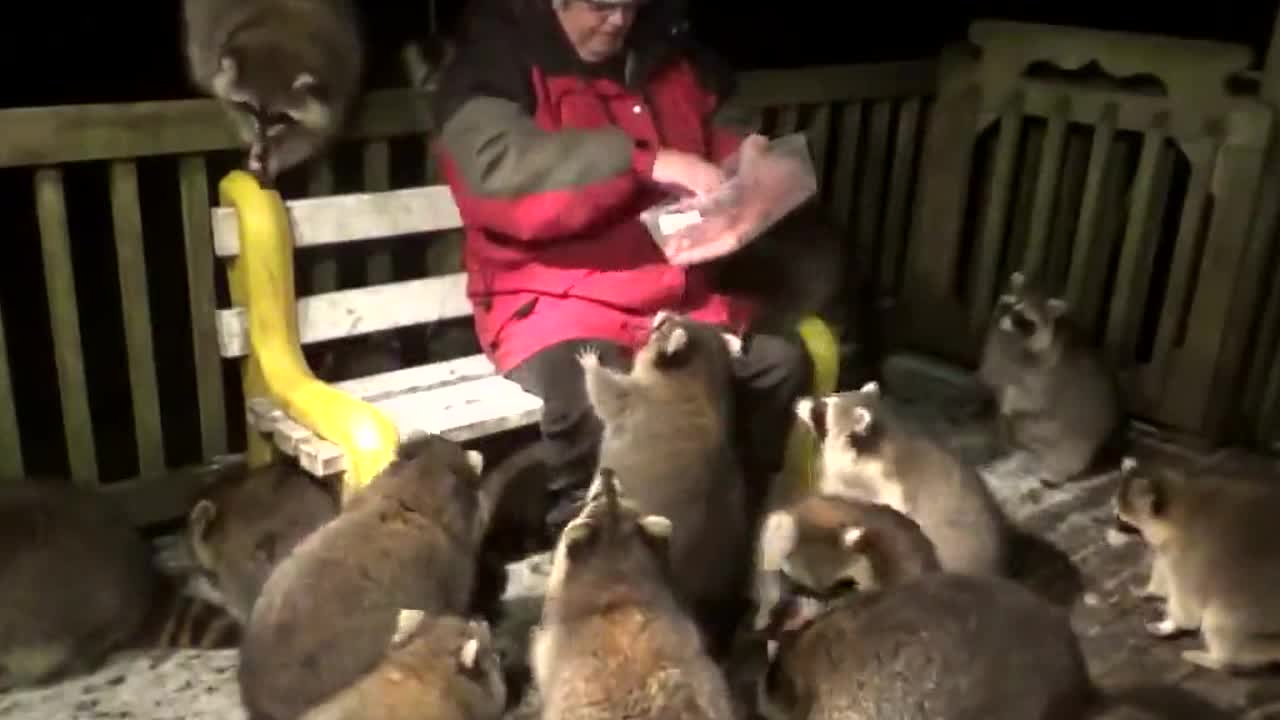 A man who has been feeding raccoons for the past 20 years.