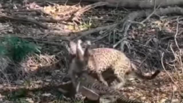 Leopards Have Hunted Crocodile Video 😂😂😂😂😂😂😂
