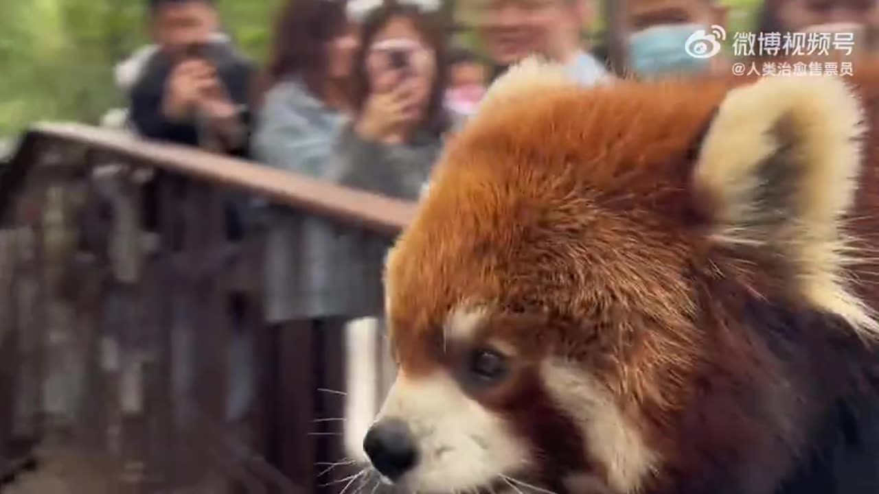 Red Panda Walking