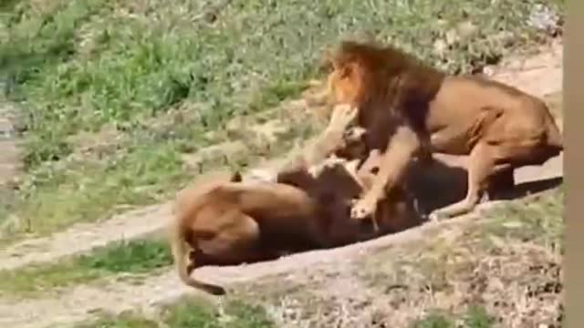 The two lions were fighting hard