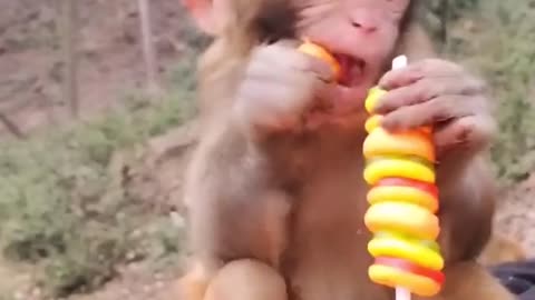 Cute little monkey eats marshmallow