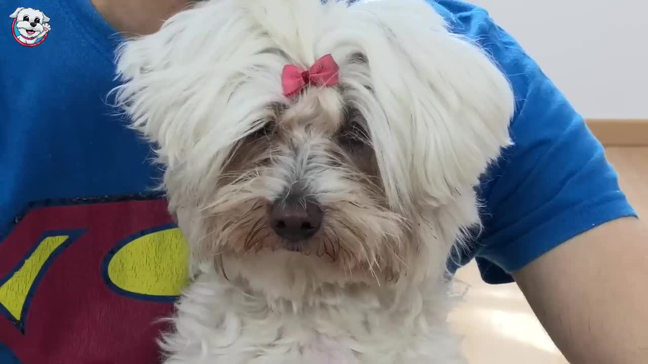 La VERDADERA HISTORIA de Huggy Wuggy y Dasha / Videos de perritos