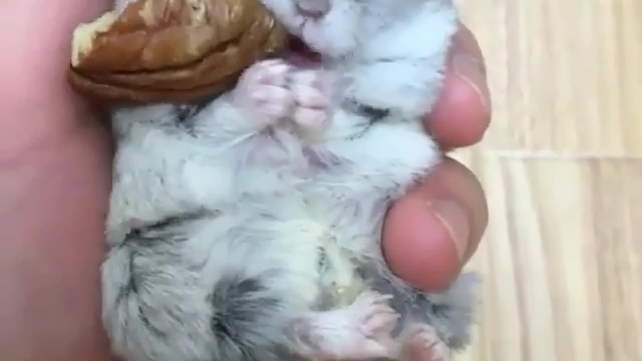 Animals love/animal funny video/animal/my lovely pet