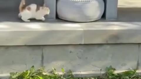 SOO FUNNY - DOG AND CAT ! # Cat Training #usa #87 #shorts