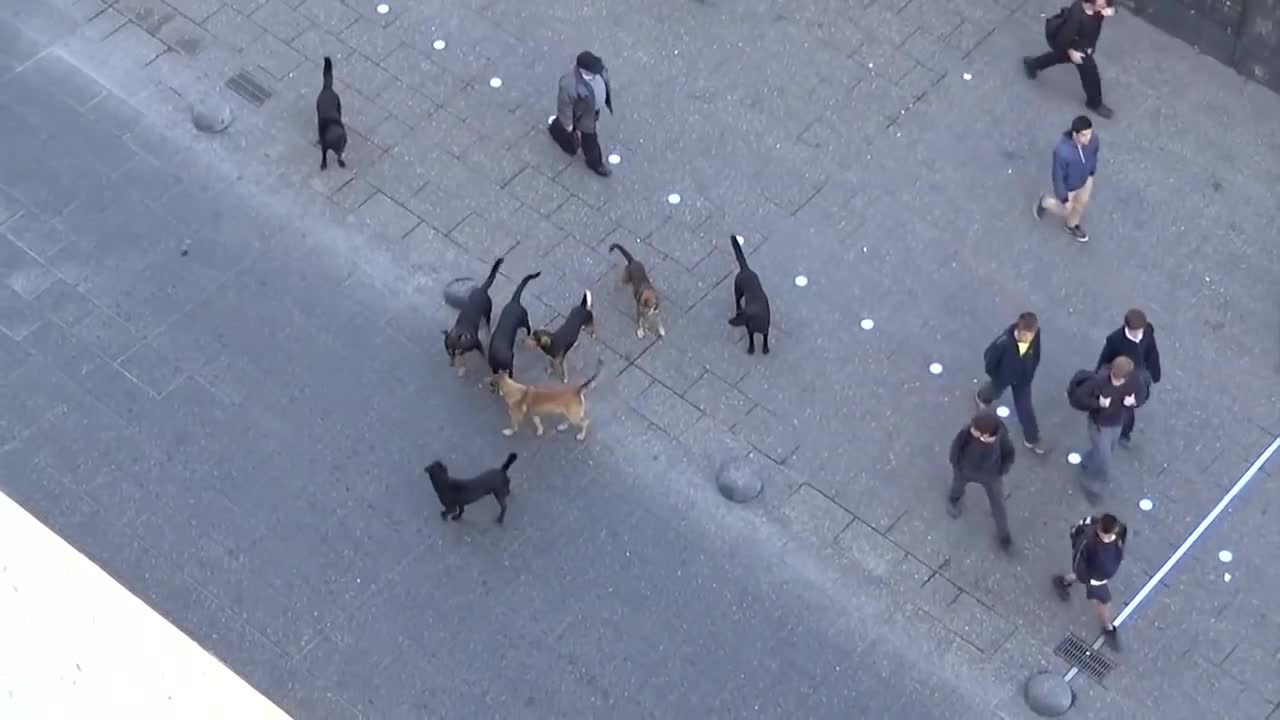 MUST SEE!! POLICE DOG ATTACKED BY PACK OF STRAY DOGS