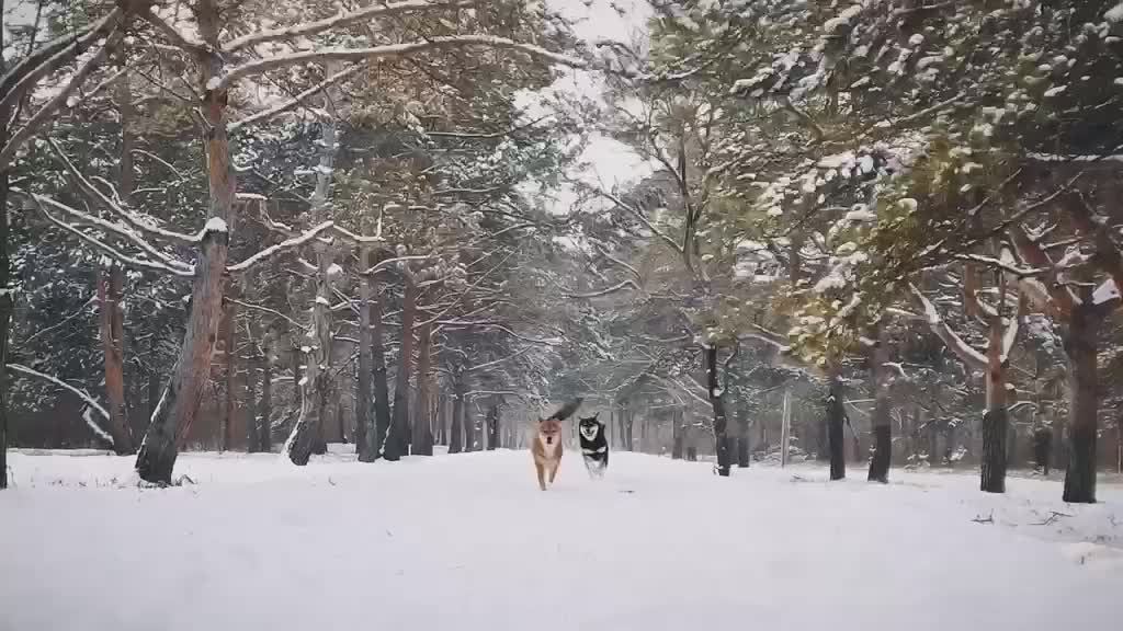 Shiba Inu Erha is a perfect match