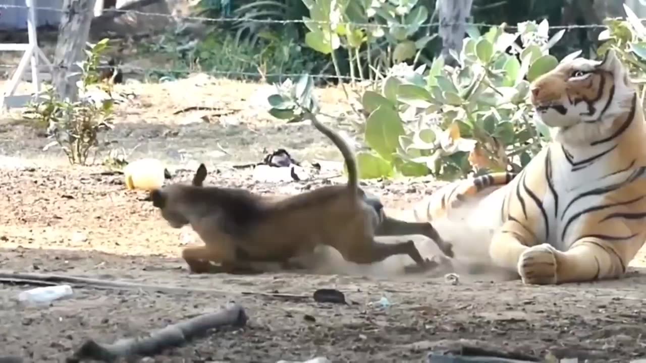 Chubby Bulldog Puppy Argues With Owner Emitting Strange Barks