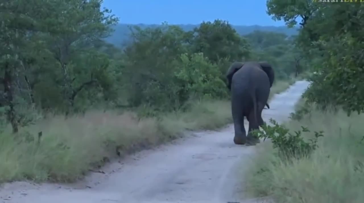 Very Large Elephant Bull