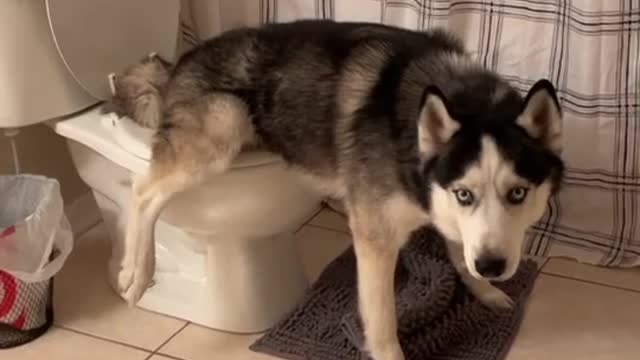 like this ? 🤔🤔 #husky #huskysiberian #funny #dog