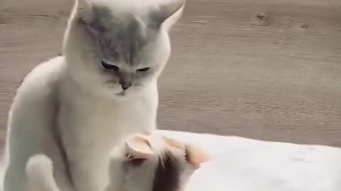 two cats hugs with each other