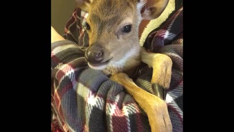 Rescue Fawn takes a bottle