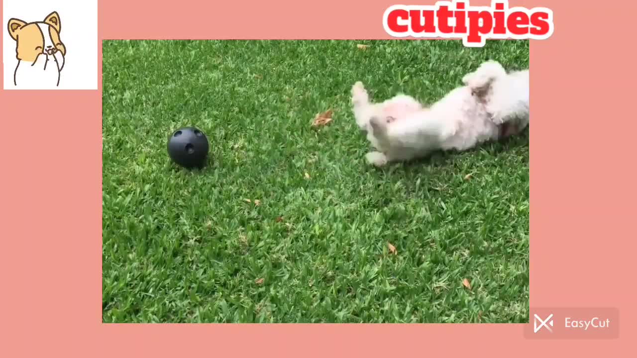 Cute baby animals Videos Compilation cutest moment of the animals - Cutest Puppies #102