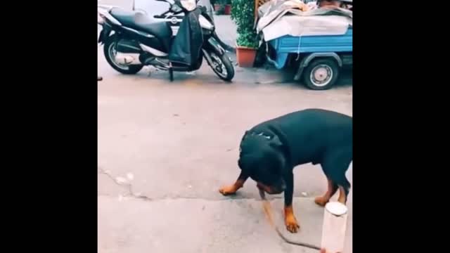 Dog and its owner funny trick