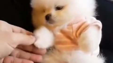 Cute Dog | Cute Animal Videos | Cute Dogs | Puppy