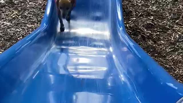 Doggie trying to run up slide