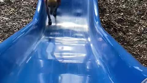 Doggie trying to run up slide