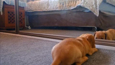 Funny puppy playing In front of the mirror